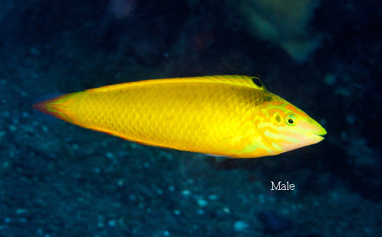  Halichoeres chrysus (Canary Wrasse)